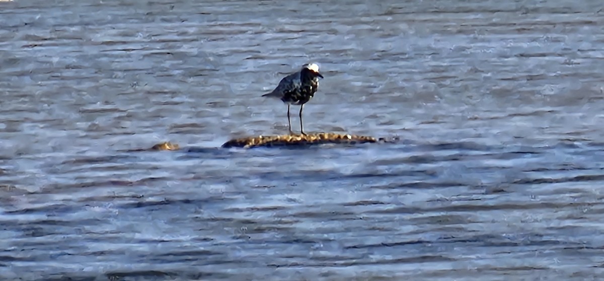 Black-bellied Plover - ML618123085