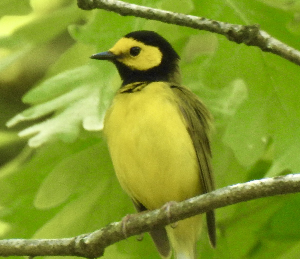 Hooded Warbler - Terry Crowe