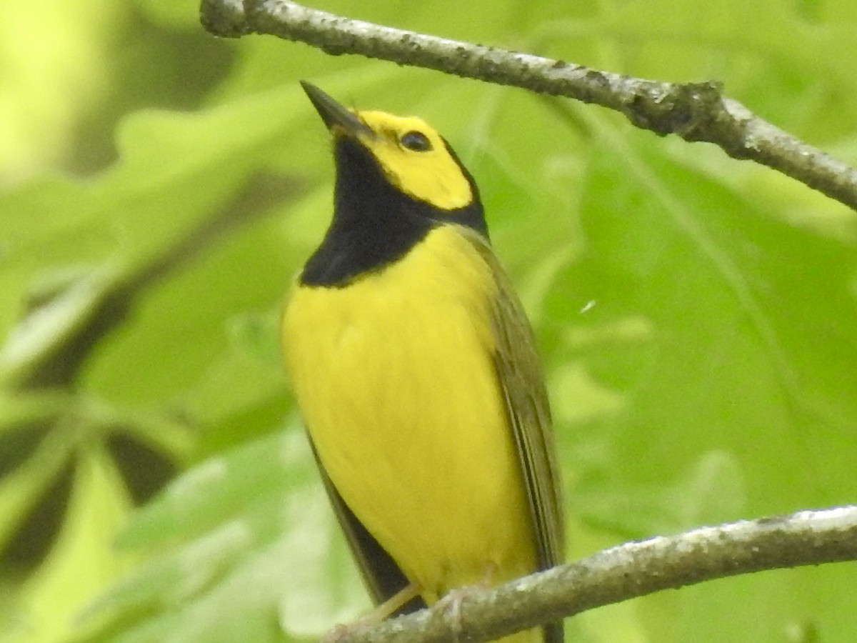 Hooded Warbler - Terry Crowe