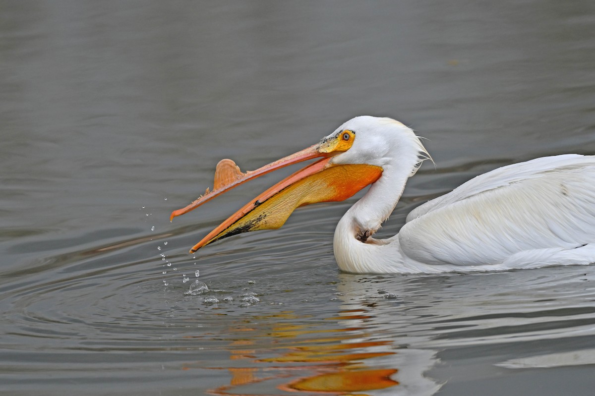 American White Pelican - Chris Rees