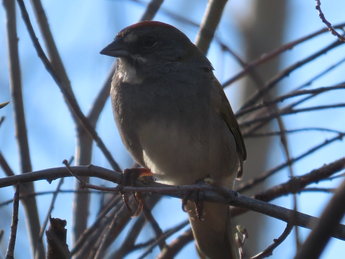 Green-tailed Towhee - Edward Raynor