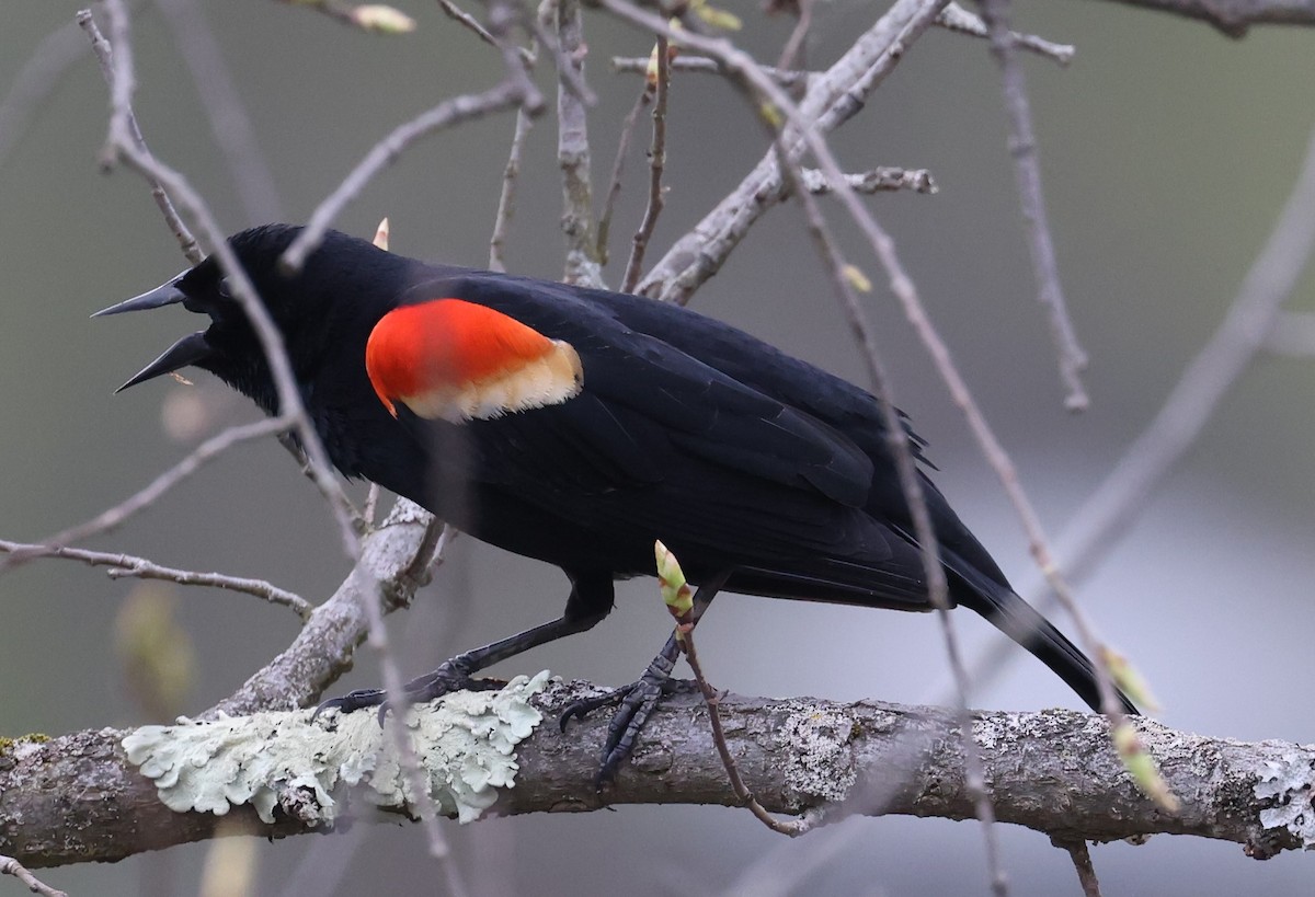 Red-winged Blackbird (Red-winged) - David Nicosia