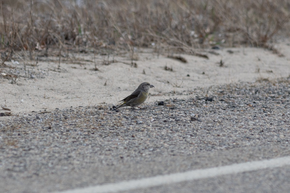 Red Crossbill - Brenton Reyner