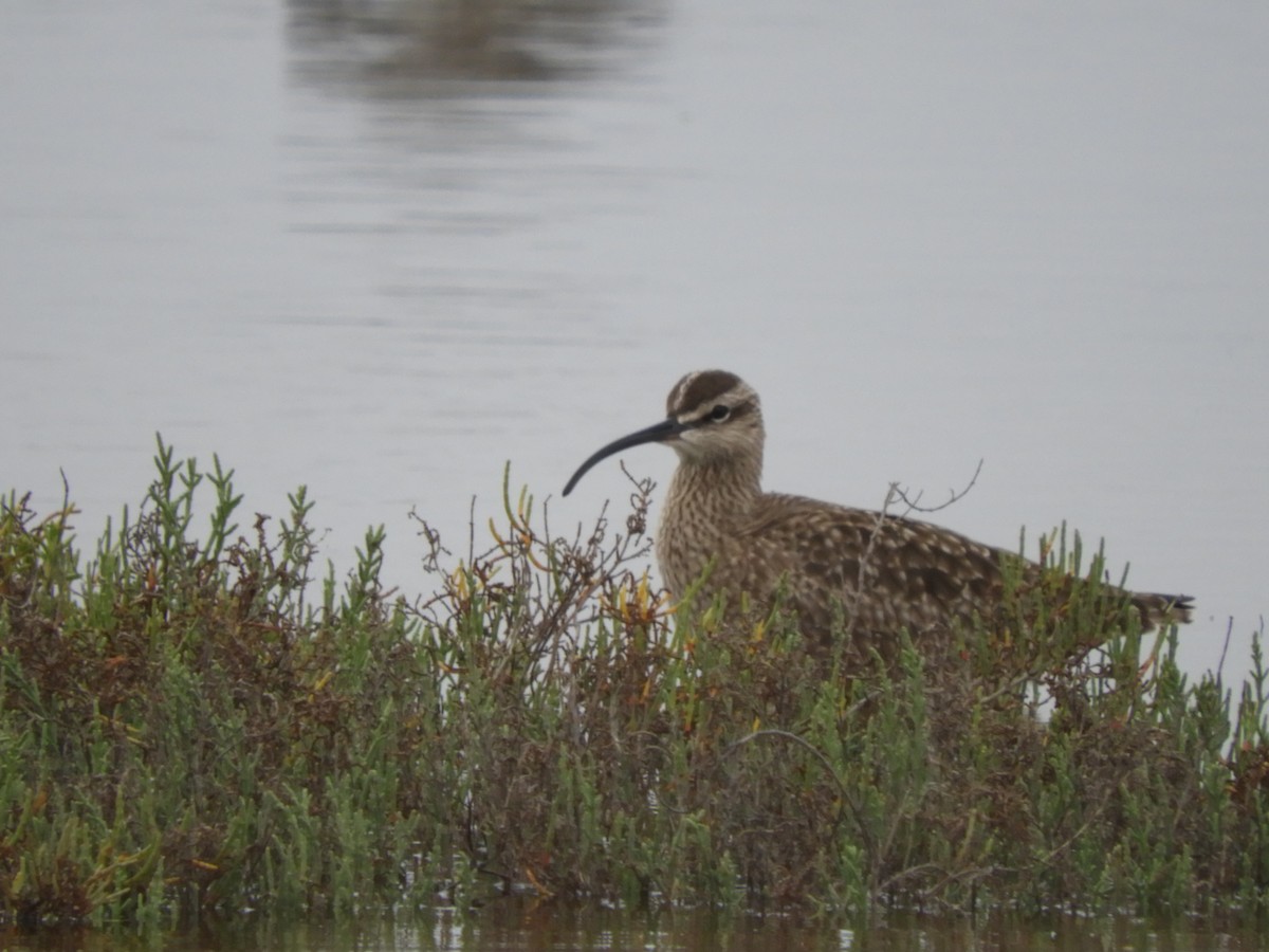 Whimbrel - Maureen Thomas-Murphy