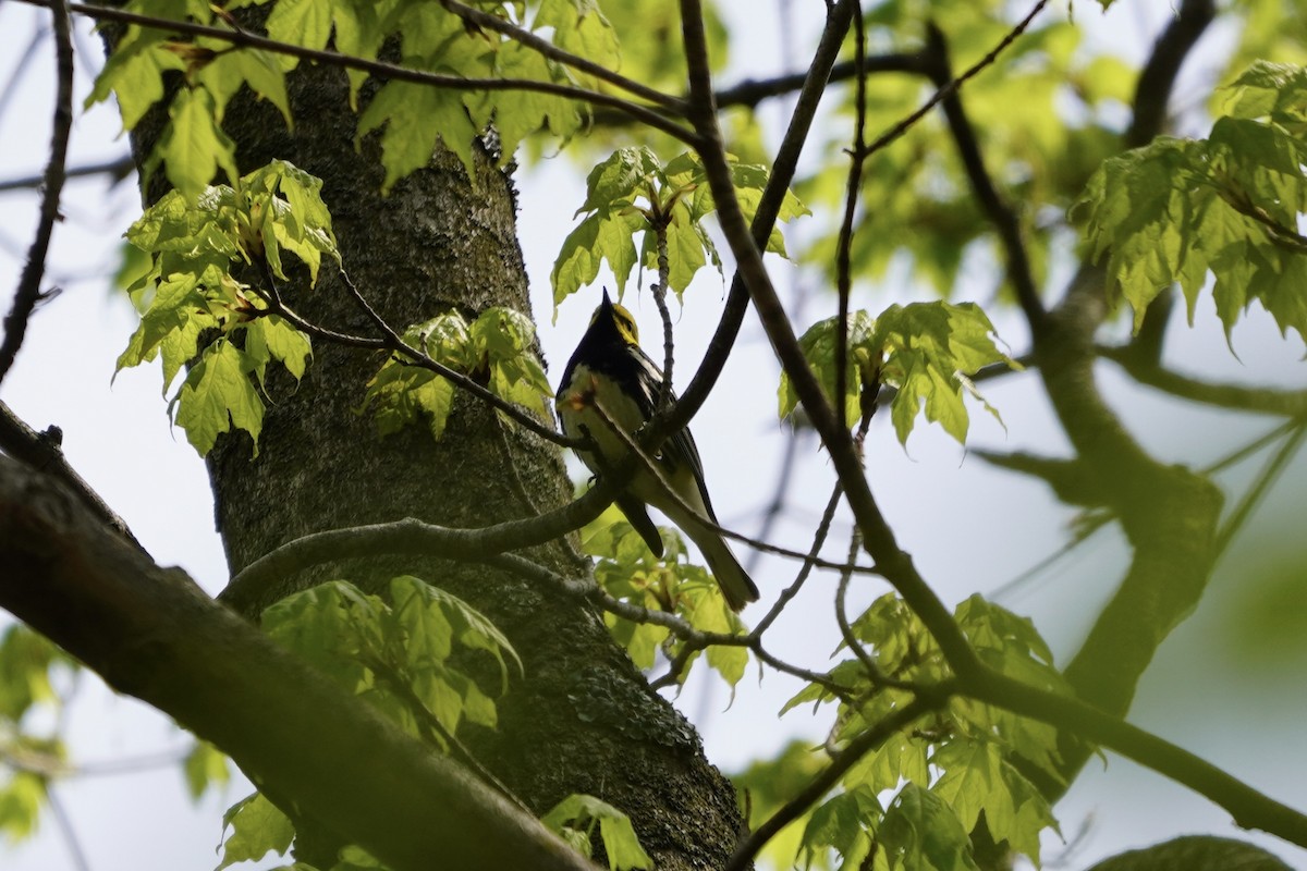 Grünmantel-Waldsänger - ML618123142