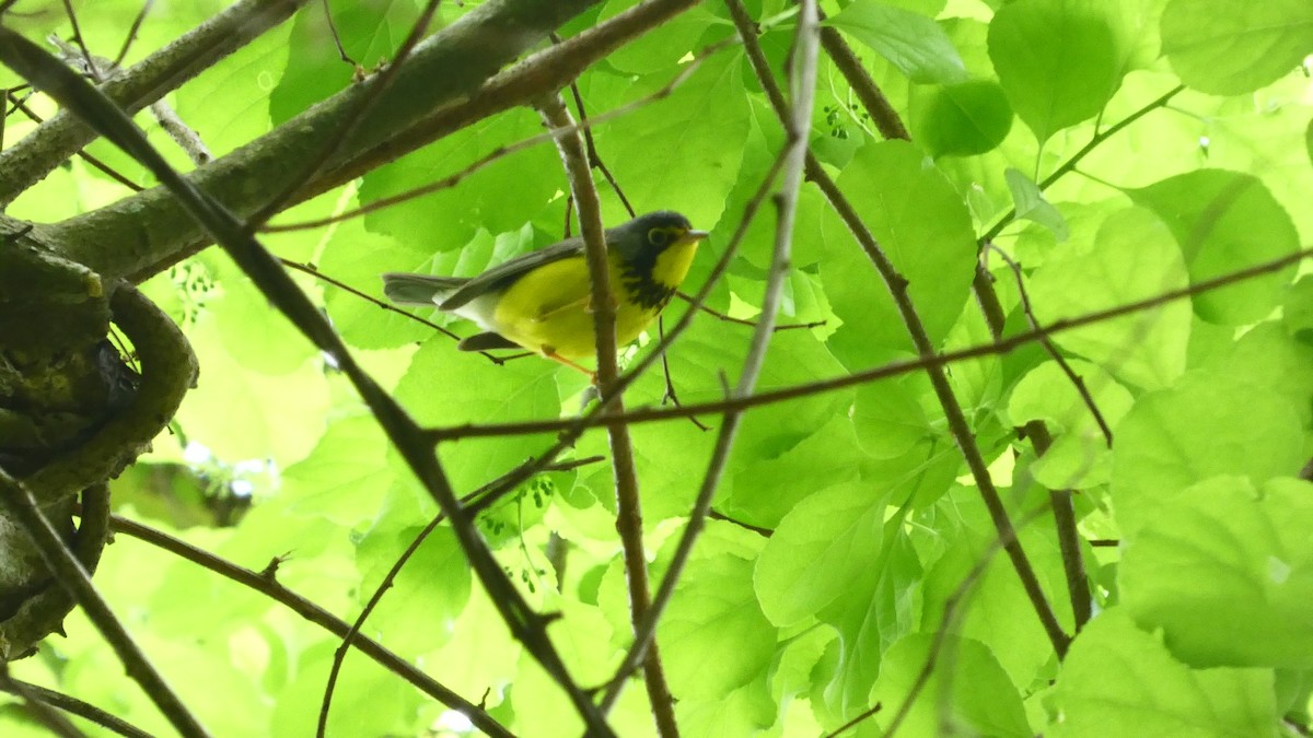 Canada Warbler - Rachel Burgess