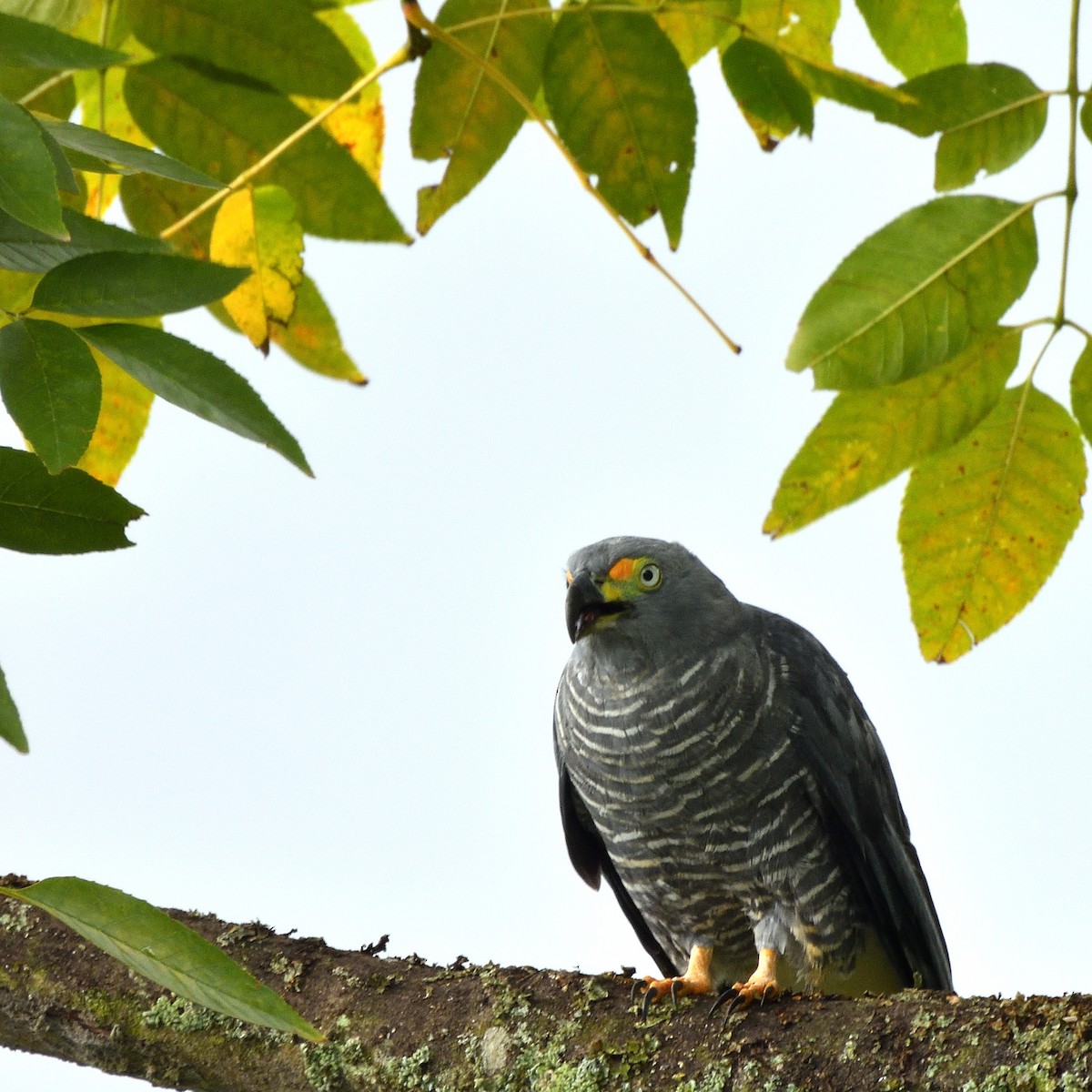 Hook-billed Kite - Mateo Guarin