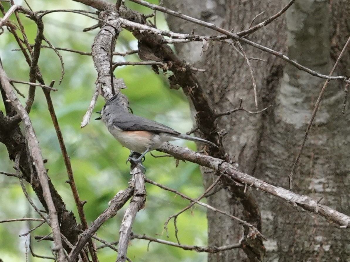 Tufted Titmouse - ML618123152