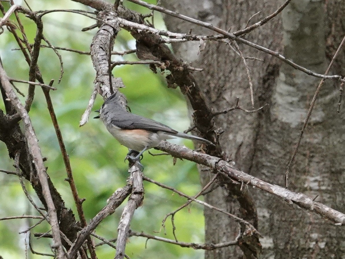 Tufted Titmouse - Lottie Bushmann