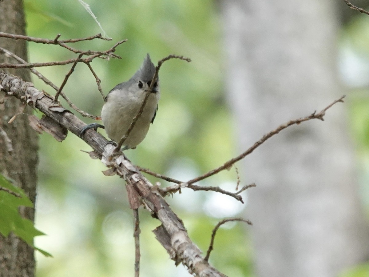 Tufted Titmouse - ML618123153