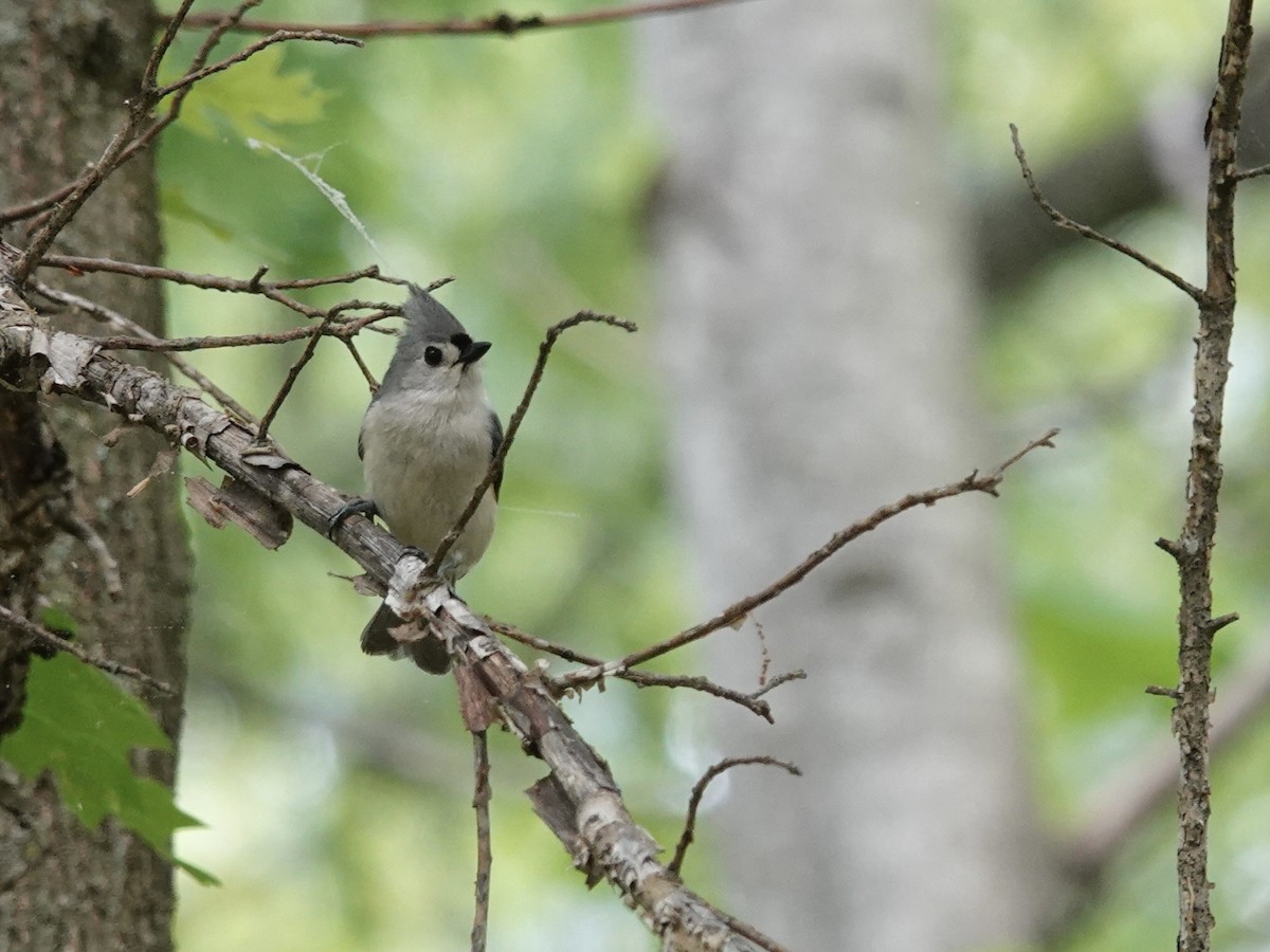 Tufted Titmouse - Lottie Bushmann