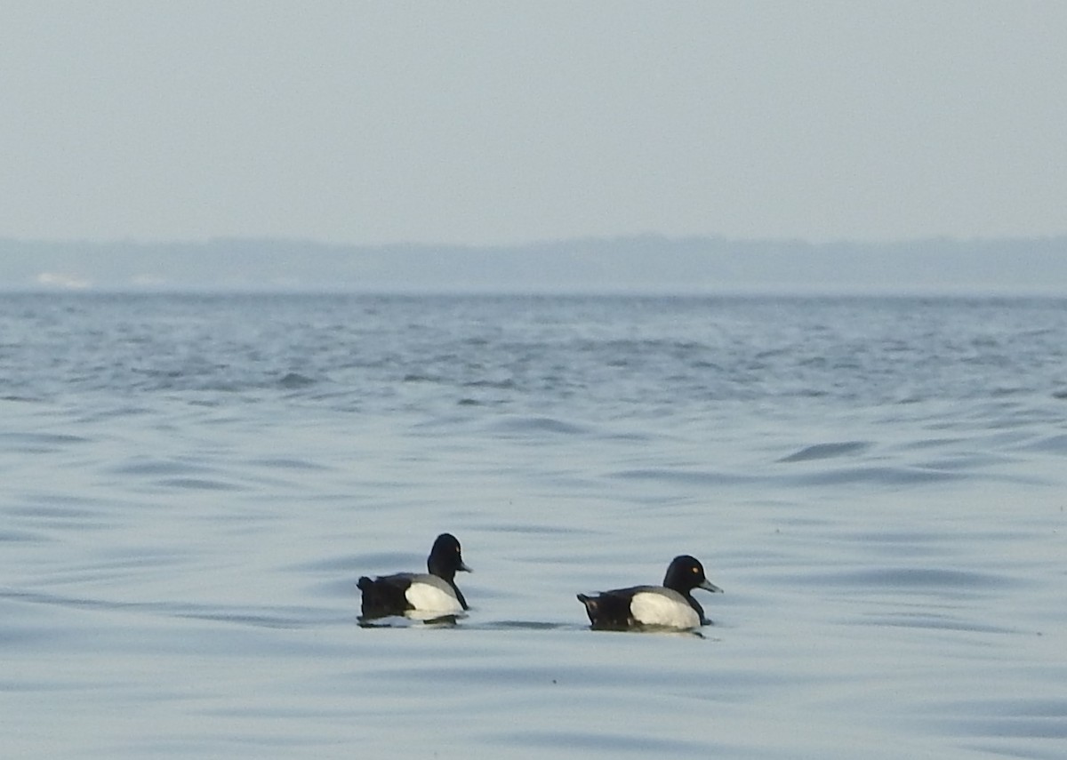 Lesser Scaup - Fred Shaffer