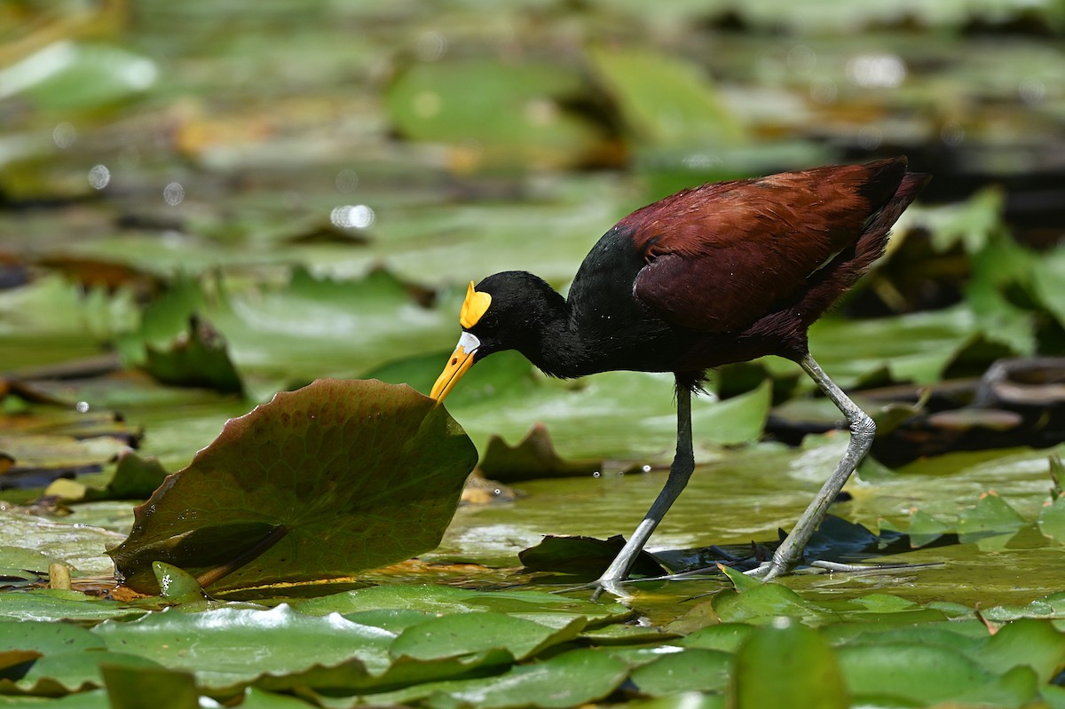 Northern Jacana - André Lanouette