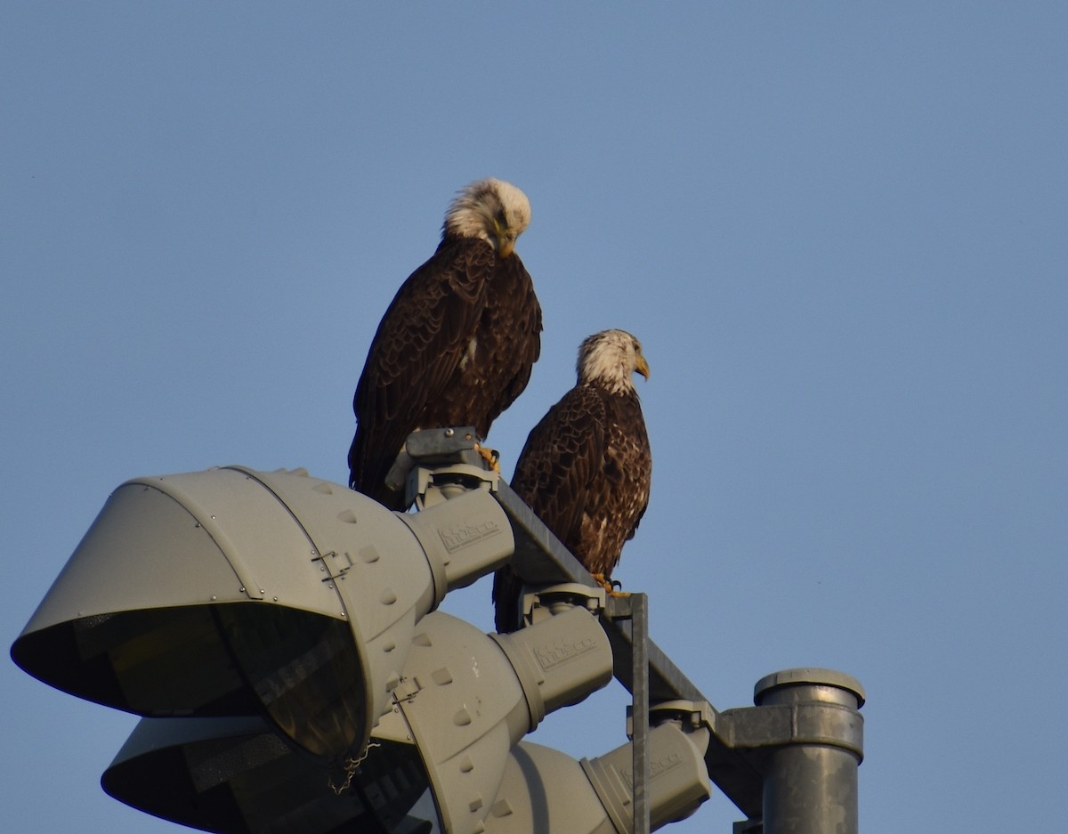 Bald Eagle - ML618123203