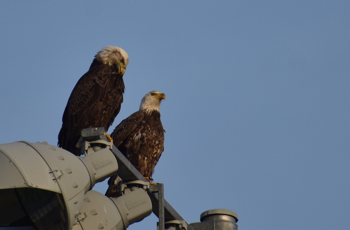 Bald Eagle - ML618123204