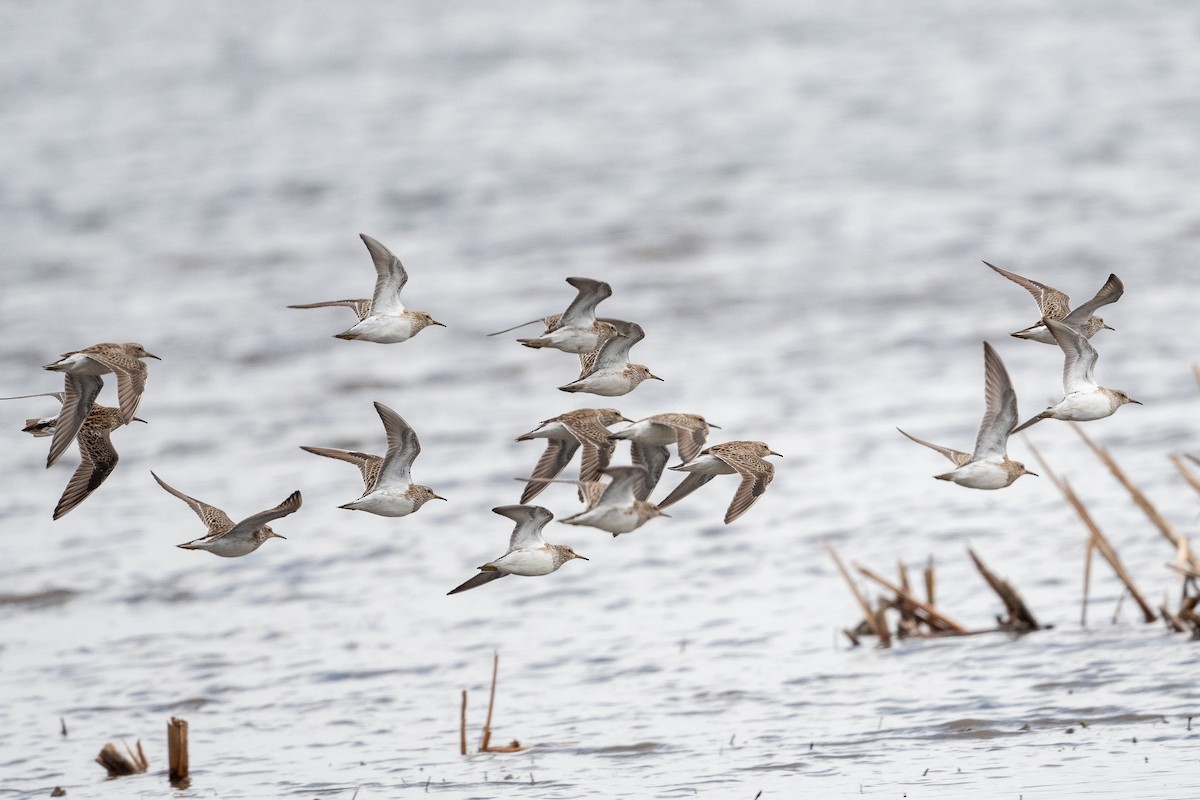 Pectoral Sandpiper - M K