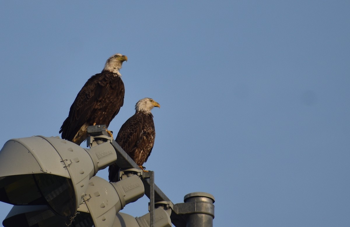 Bald Eagle - ML618123258