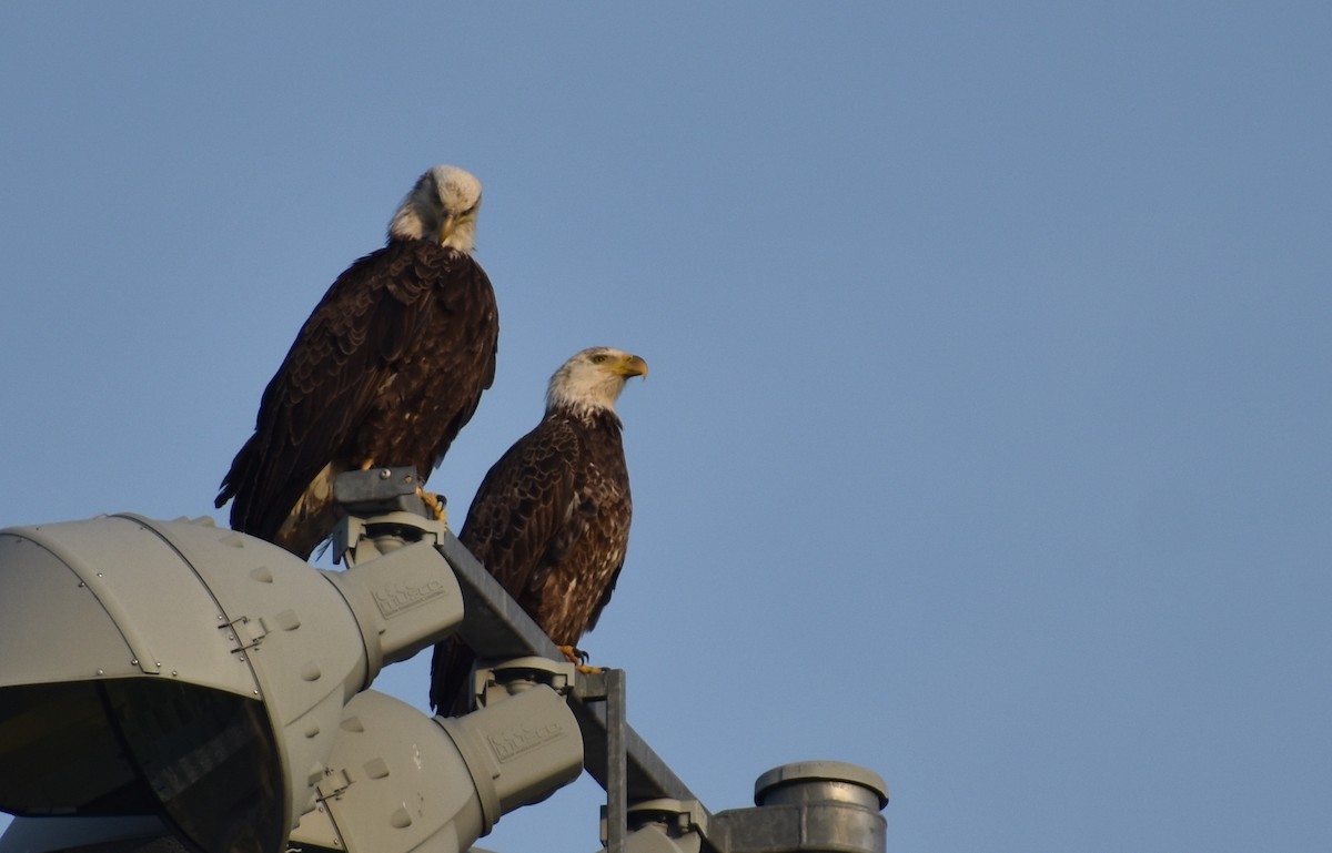 Bald Eagle - ML618123273