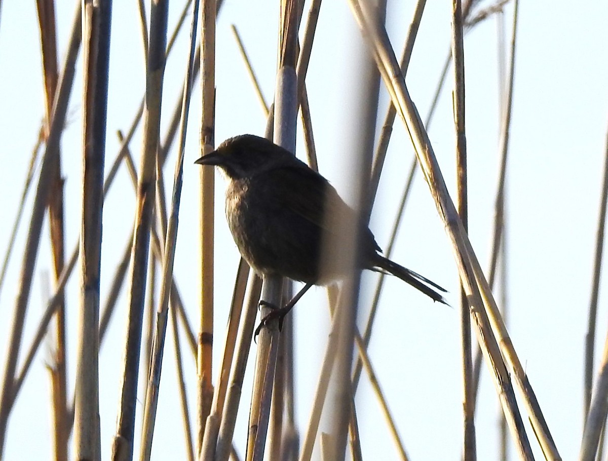 Seaside Sparrow - ML618123279