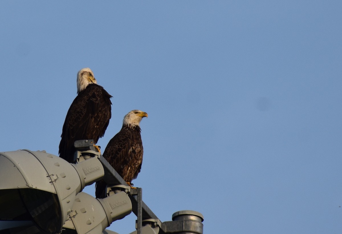 Bald Eagle - ML618123297