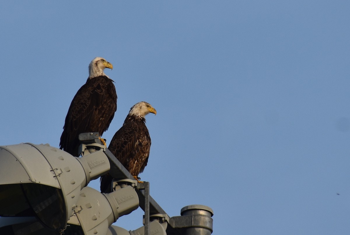 Bald Eagle - ML618123303