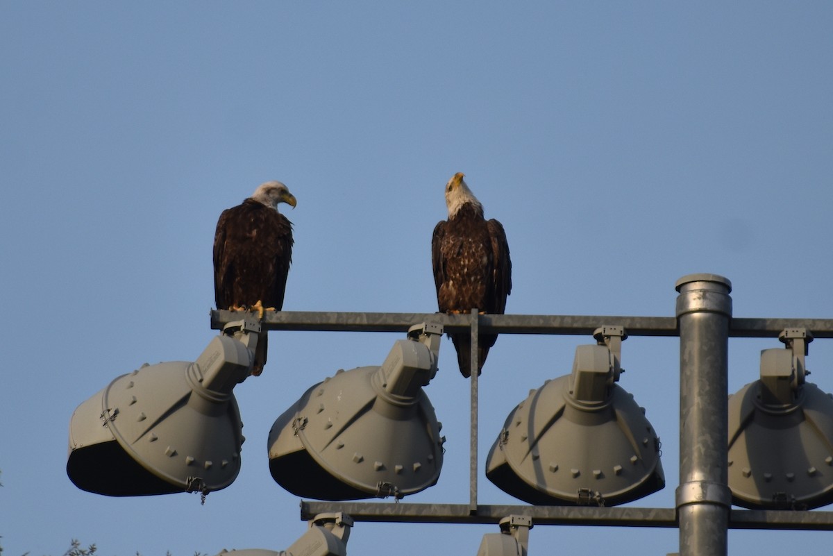 Bald Eagle - ML618123307