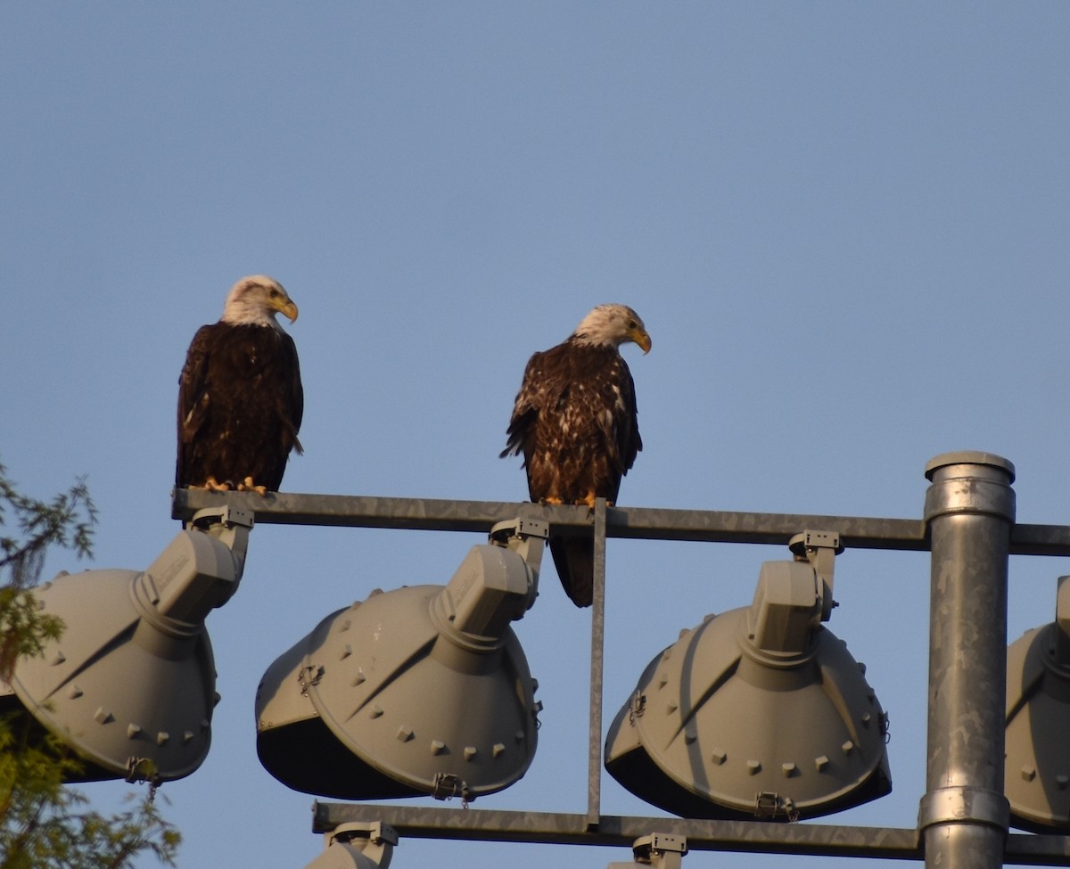 Bald Eagle - ML618123310