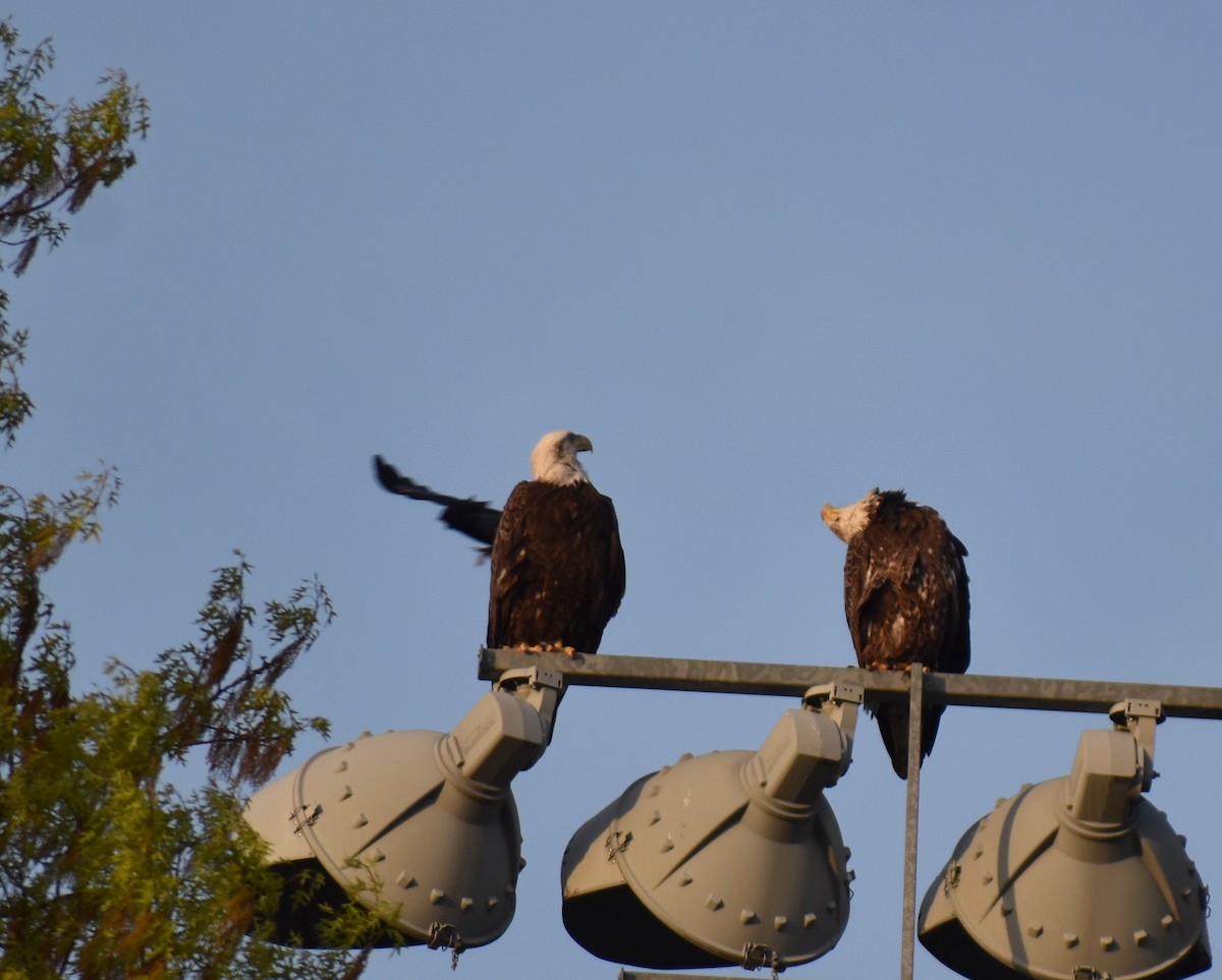 Bald Eagle - ML618123319