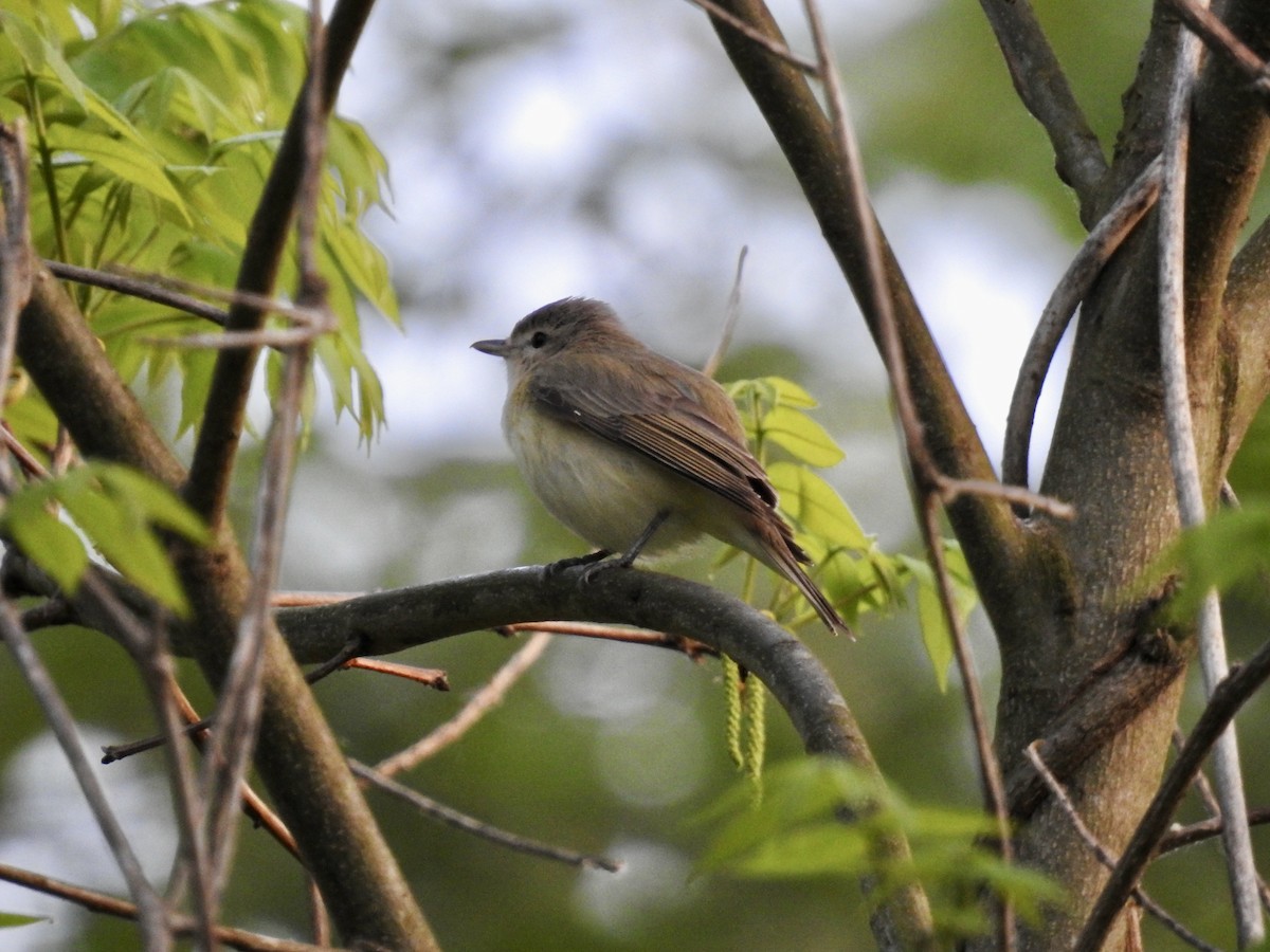 Warbling Vireo - ML618123326