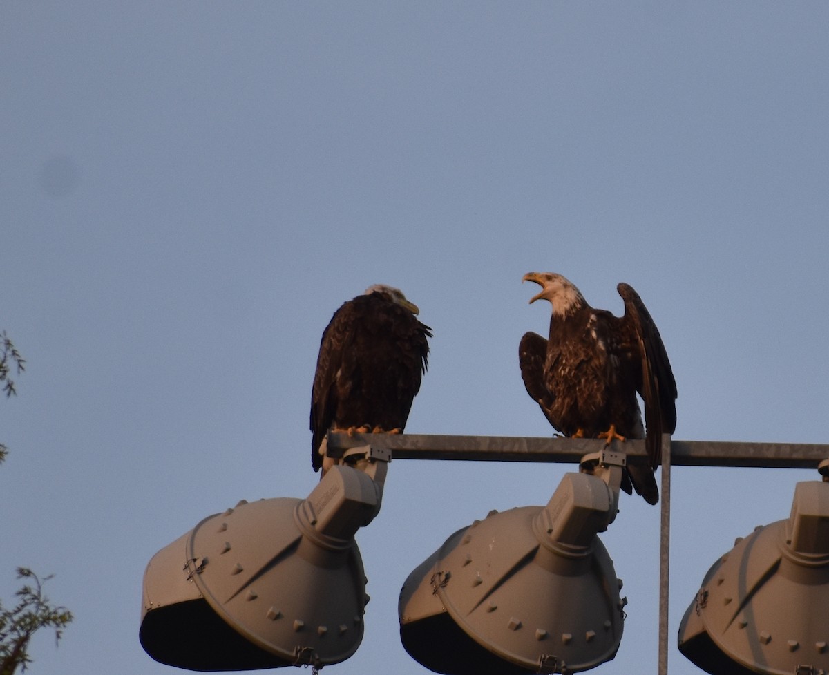 Bald Eagle - ML618123327