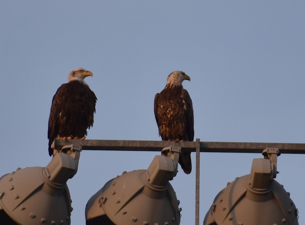 Bald Eagle - ML618123332