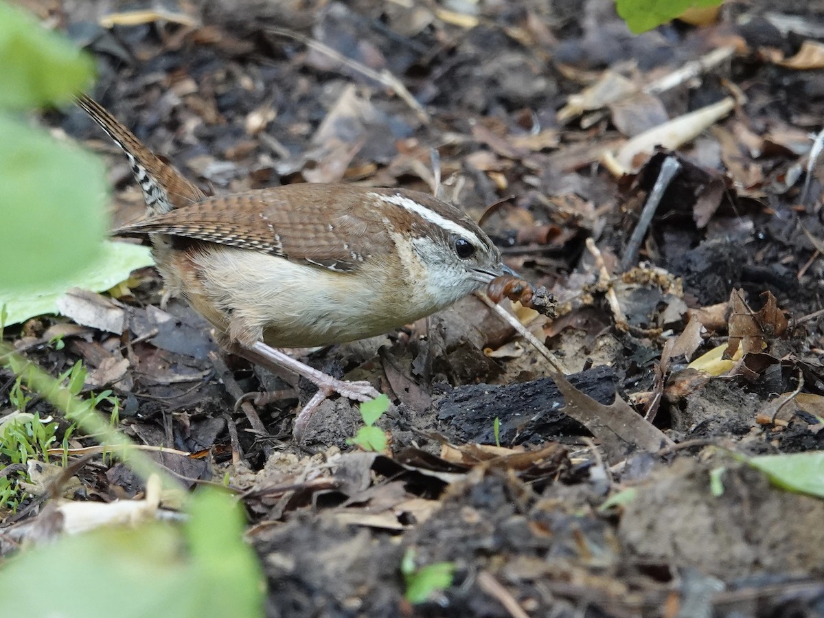 Carolina Wren - ML618123351