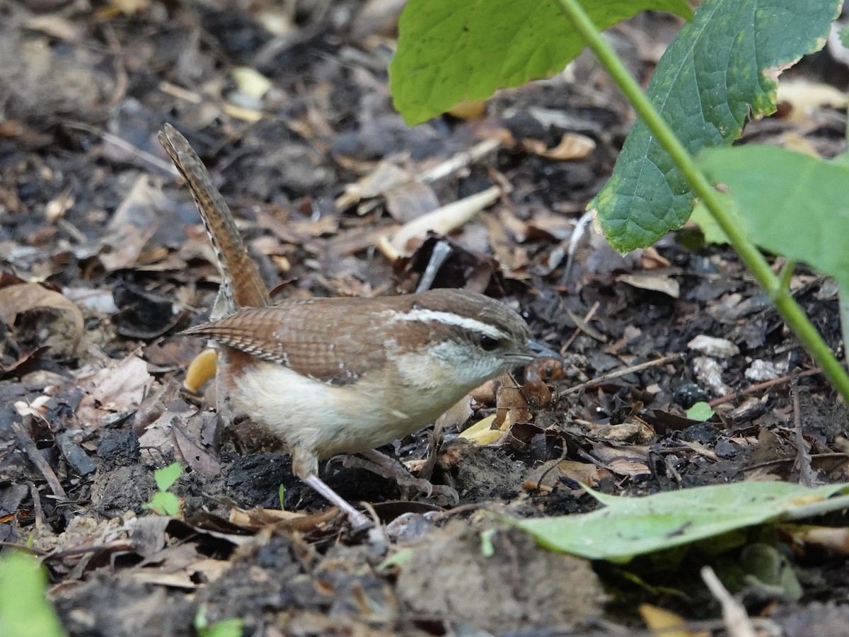 Carolina Wren - ML618123352