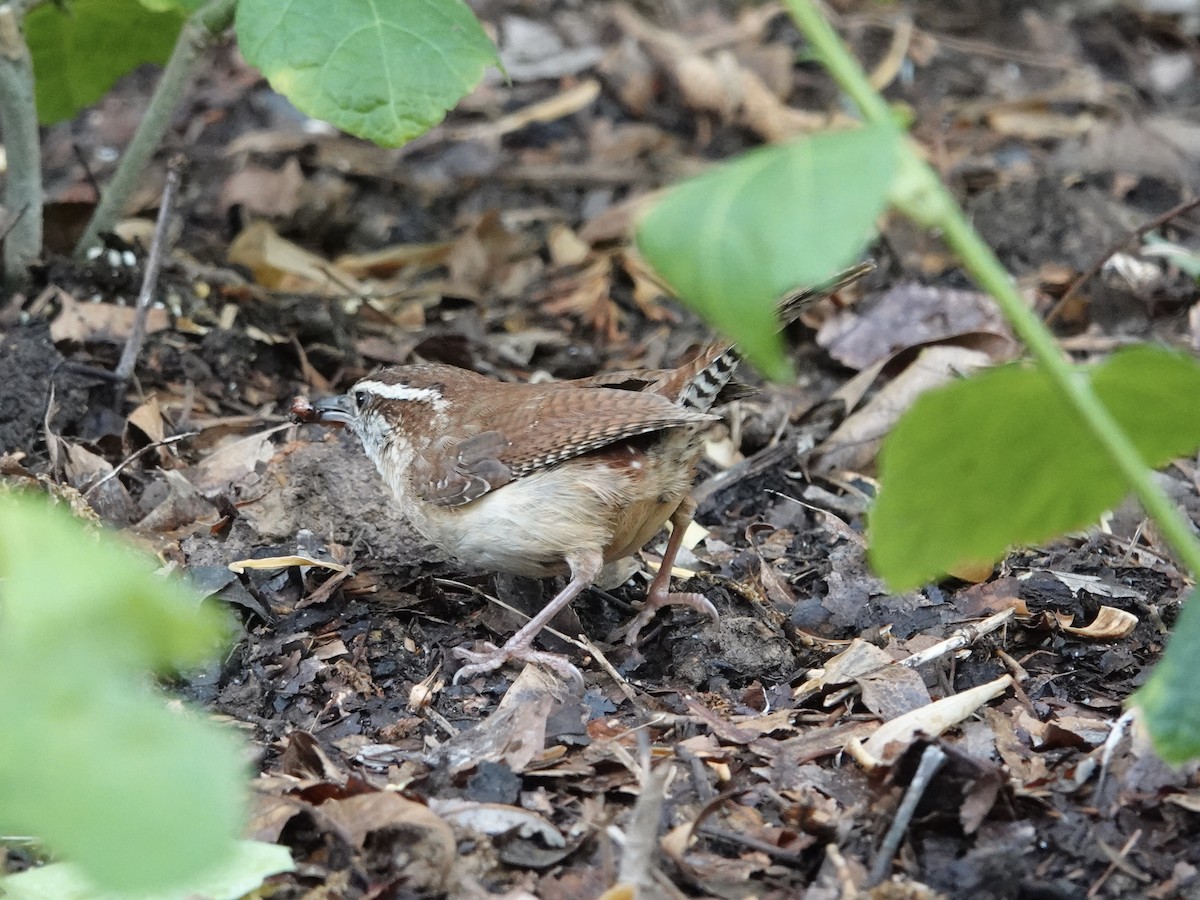 Carolina Wren - ML618123353