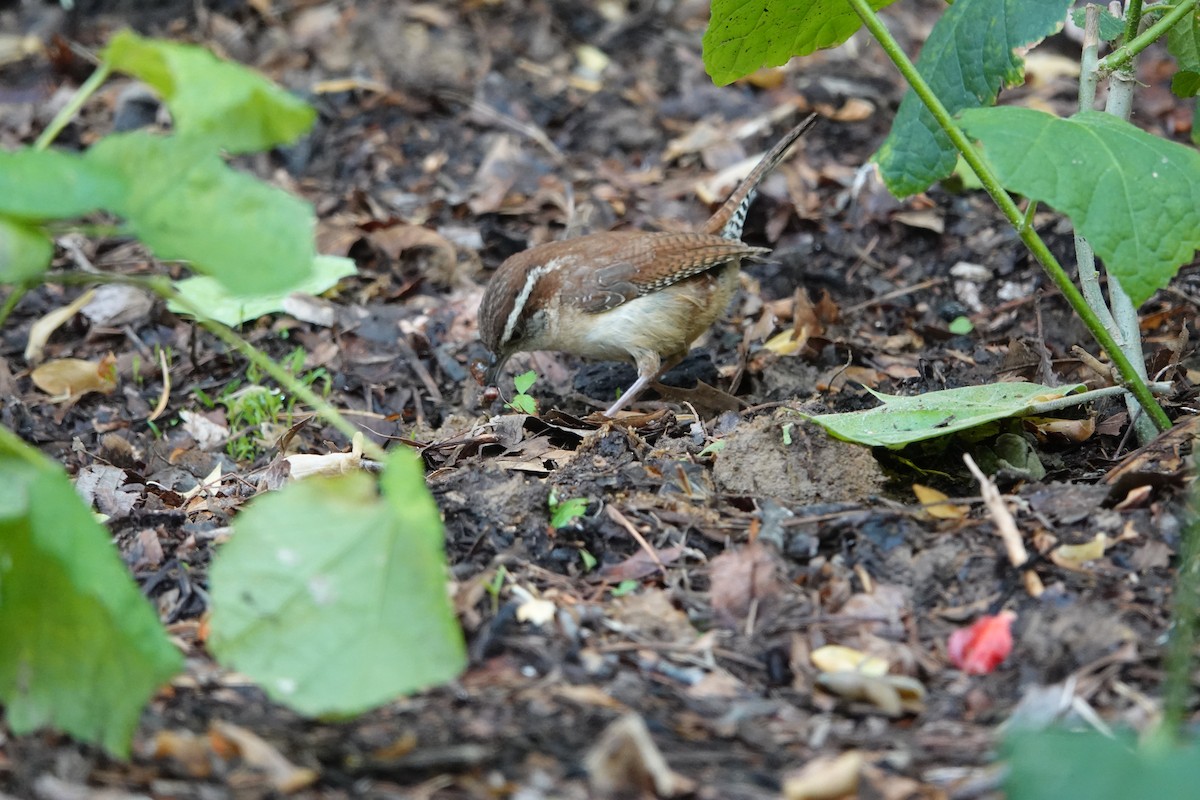 Carolina Wren - ML618123356