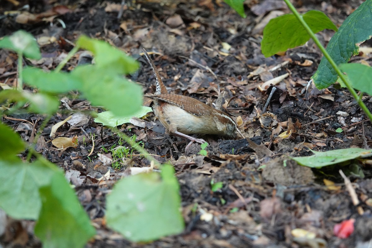 Carolina Wren - Lottie Bushmann