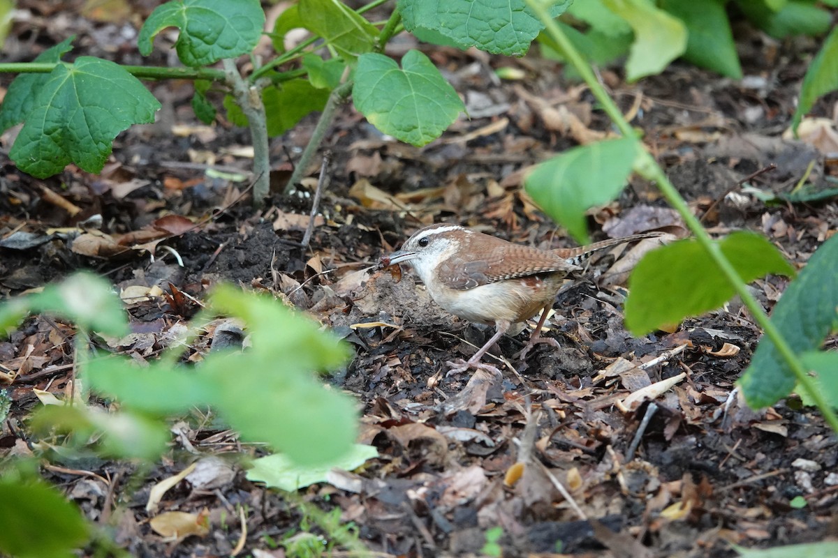 Carolina Wren - Lottie Bushmann