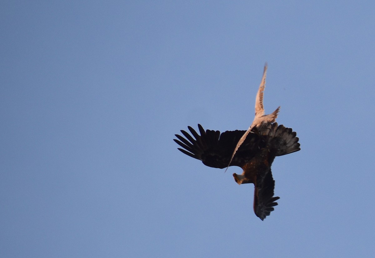 Bald Eagle - ML618123369