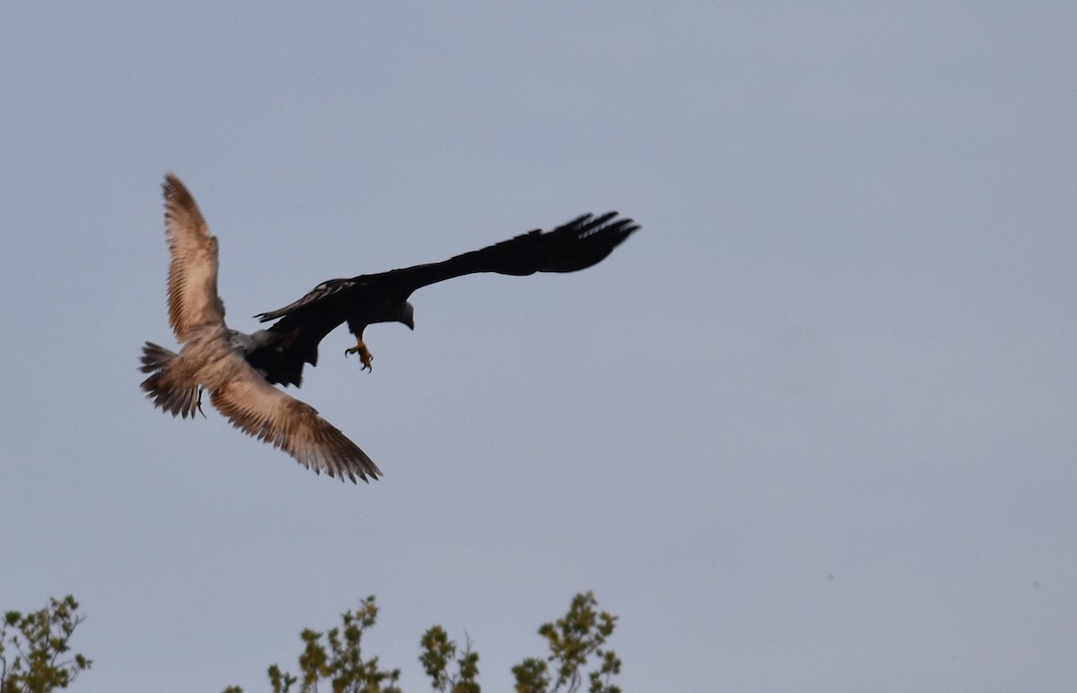 Bald Eagle - ML618123375