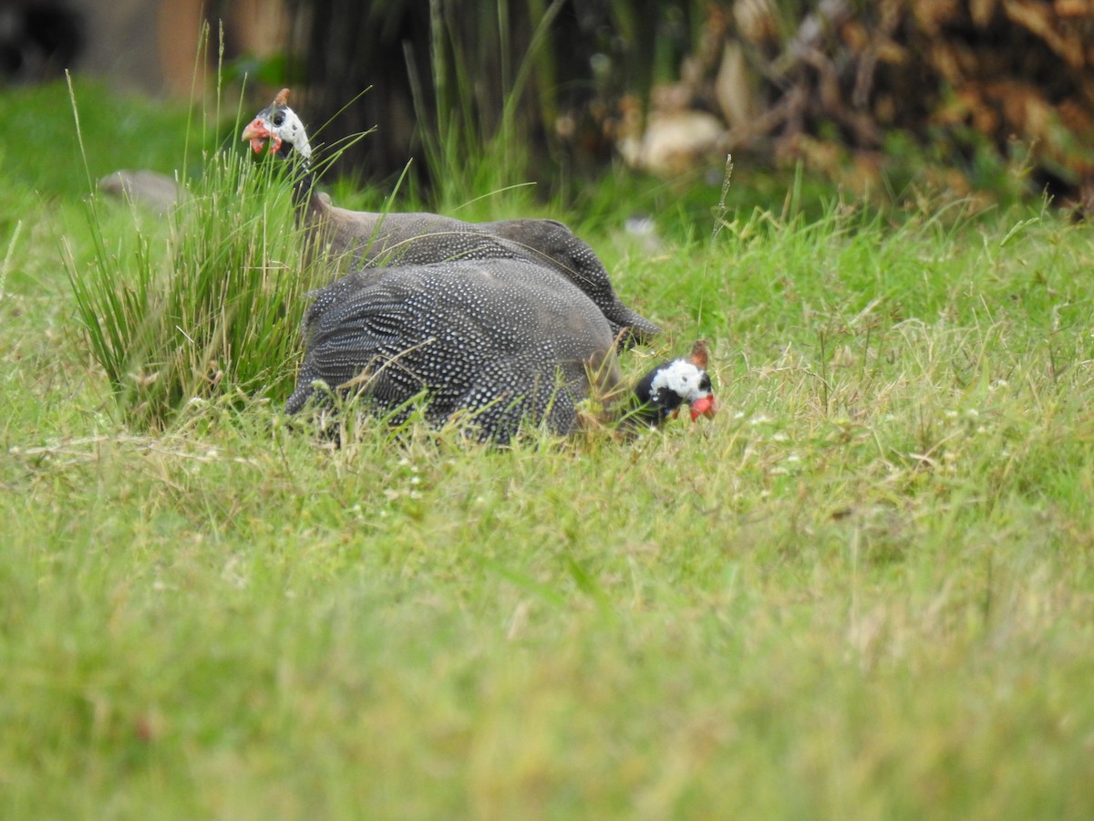 Helmeted Guineafowl (Domestic type) - Monica Mesch