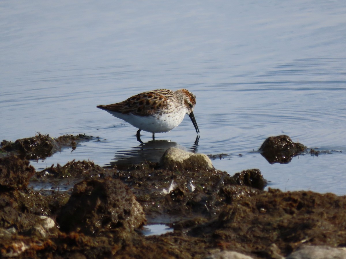 Western Sandpiper - ML618123383