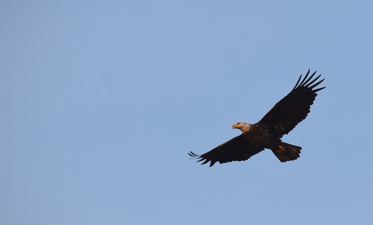 Bald Eagle - ML618123401