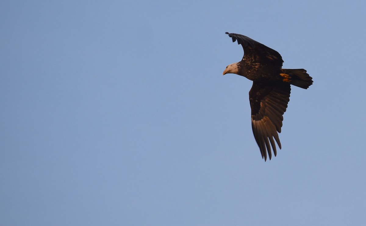 Bald Eagle - ML618123408