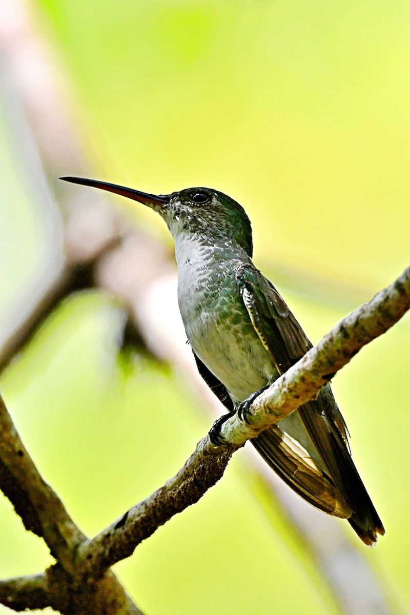 Mangrove Hummingbird - André Lanouette