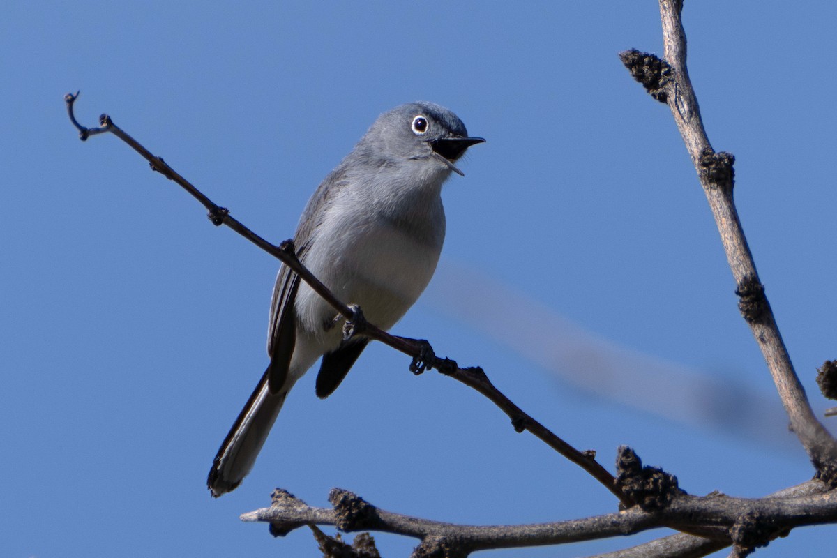 Blue-gray Gnatcatcher - Susan Elliott