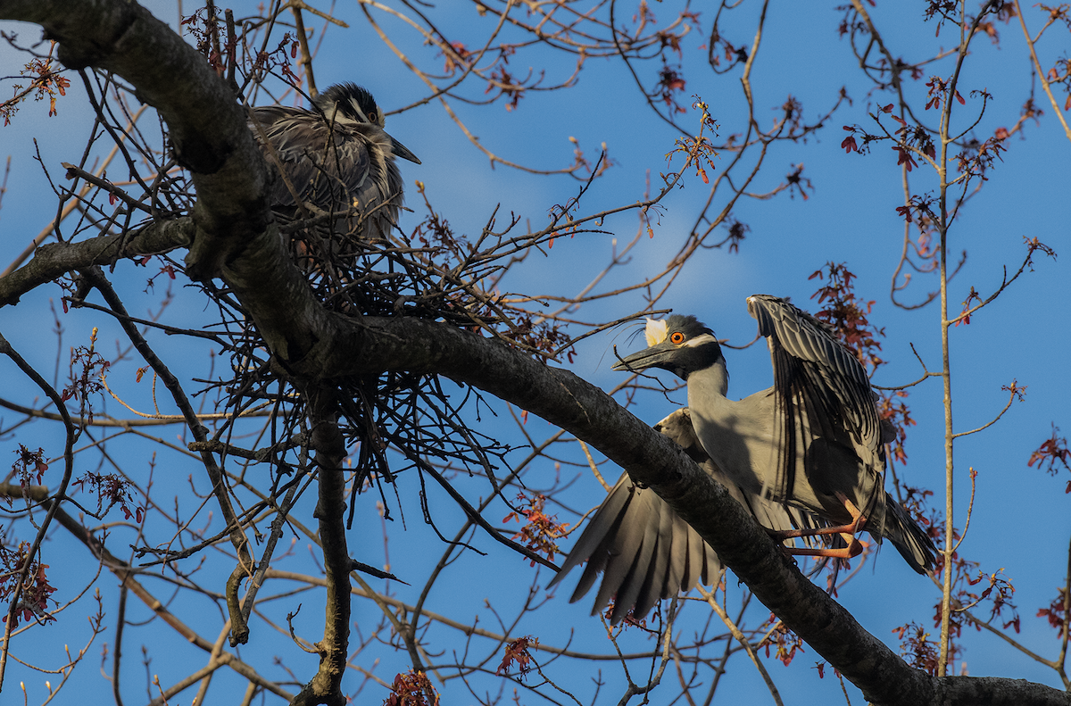 Yellow-crowned Night Heron - Ernst Mutchnick