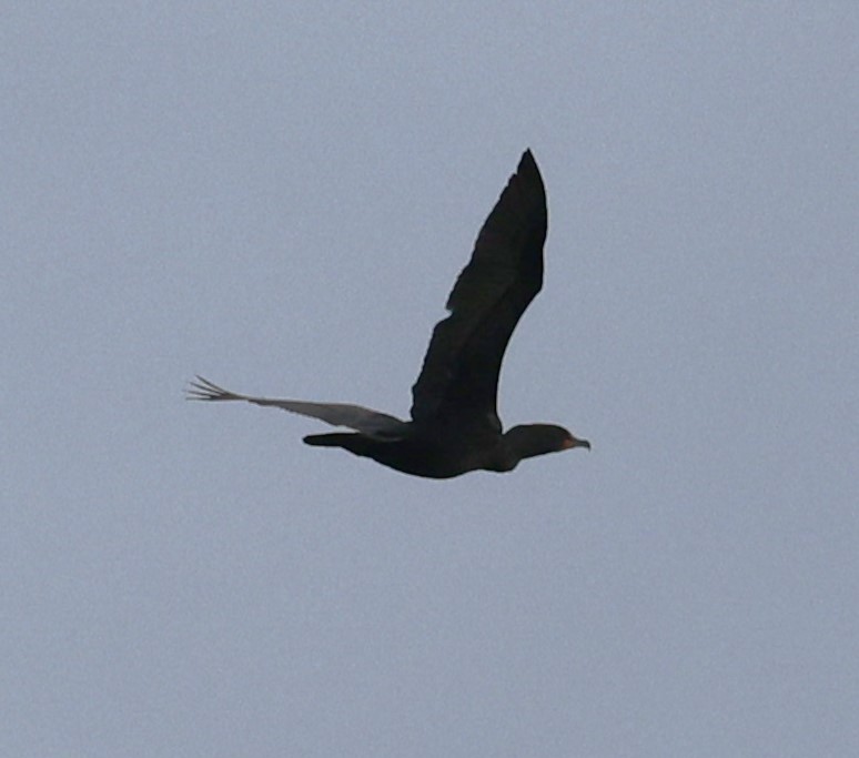 Double-crested Cormorant - ML618123464