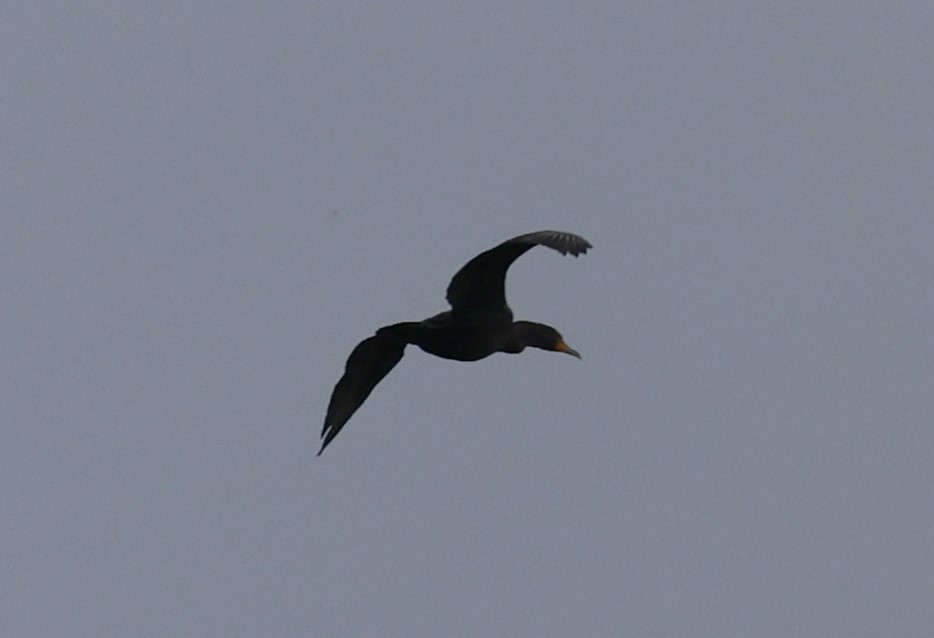 Double-crested Cormorant - David Nicosia