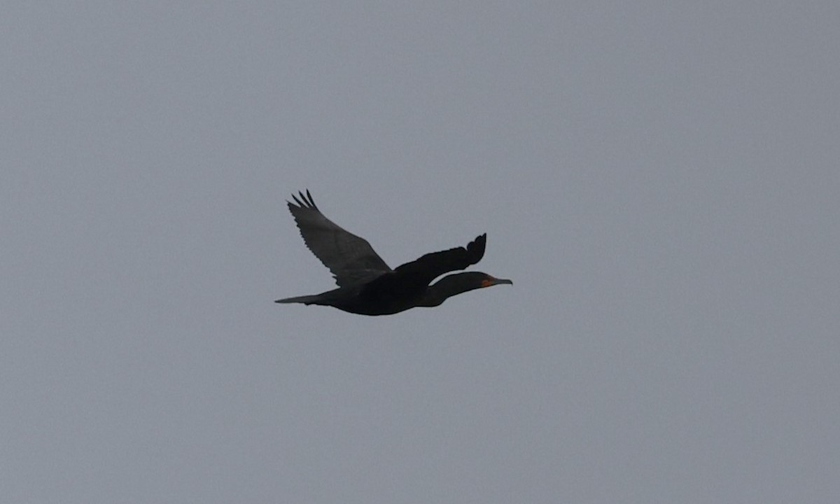 Double-crested Cormorant - ML618123466