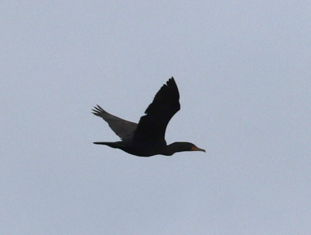 Double-crested Cormorant - David Nicosia